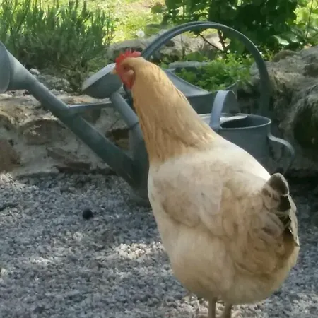 Le Petit Moulin فندق مبيت وإفطار