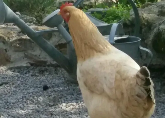 Le Petit Moulin Couette-café